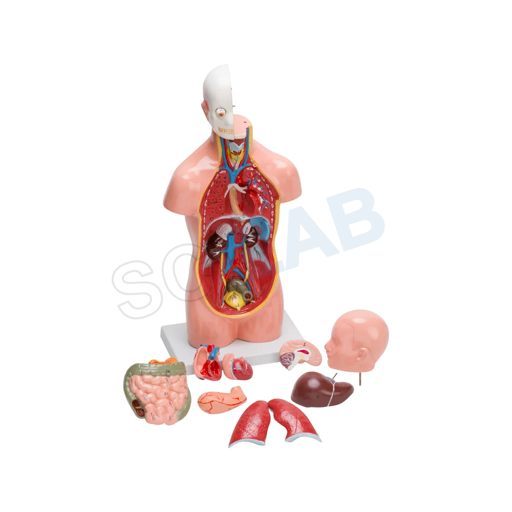Anatomical Models, Human Anatomy Model, Medical Training Models, Educational Anatomy Tools, Body Structure Models, Human Skeleton Model, Organ Anatomy Model, Biological Study Model, Medical Teaching Aids, Physiology Model, Pathology Demonstration Model