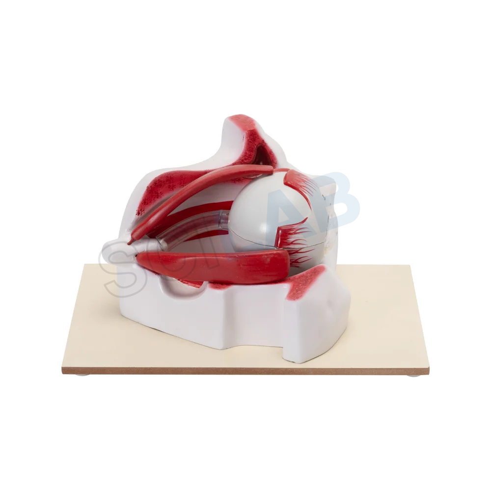 Enlarged 3 Times Human Eye Model in Bony Orbit