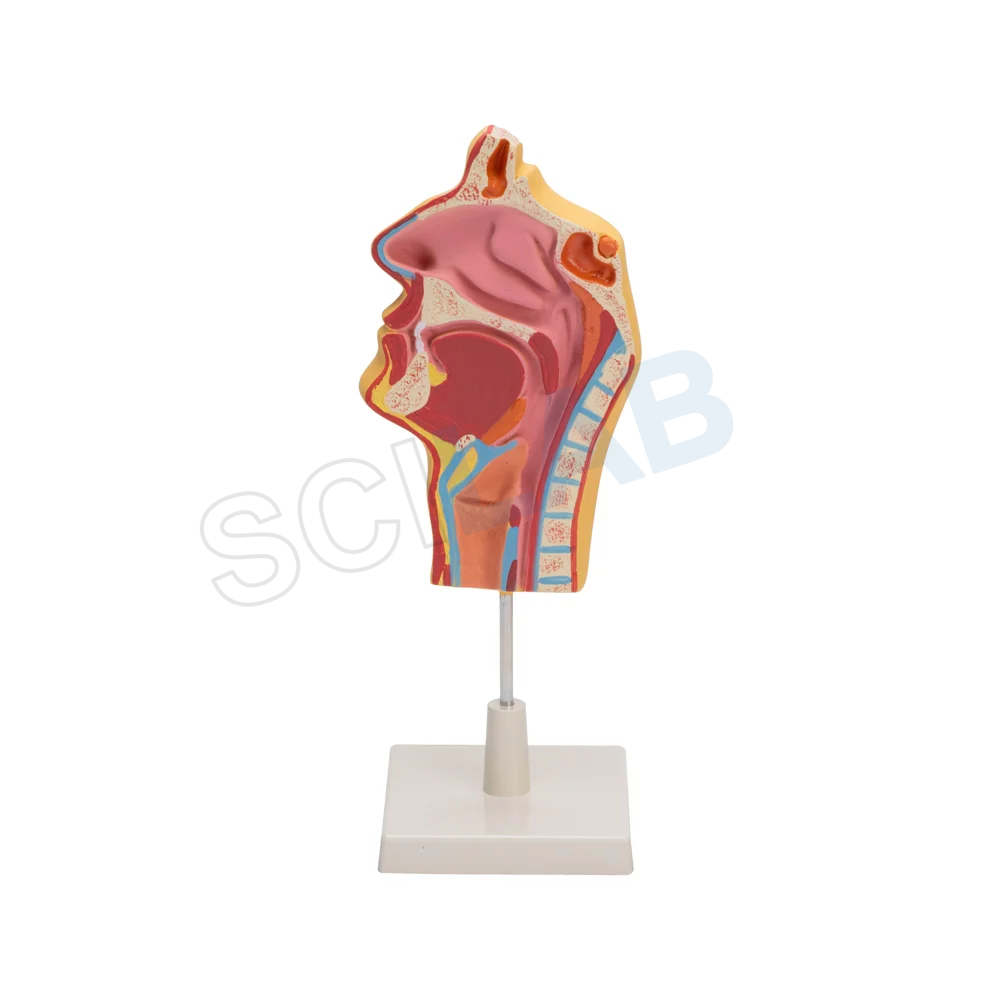 Human Nose Model