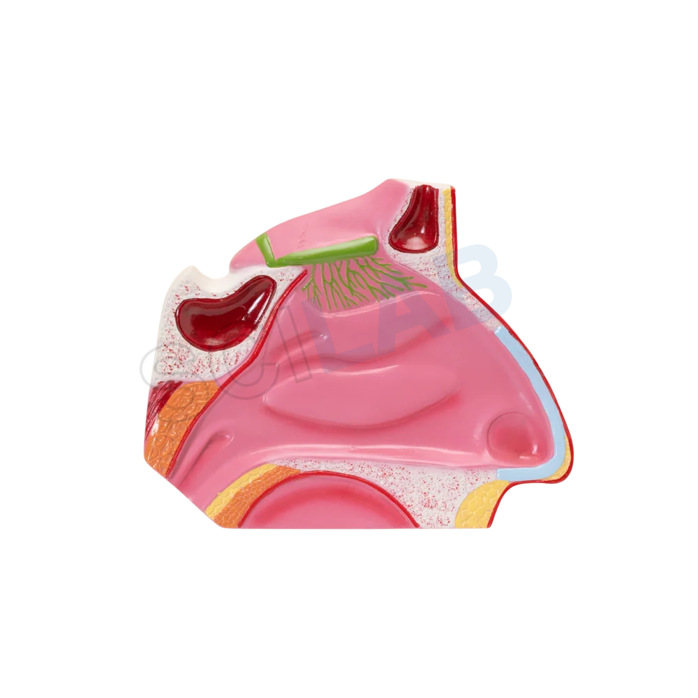Human Nose
