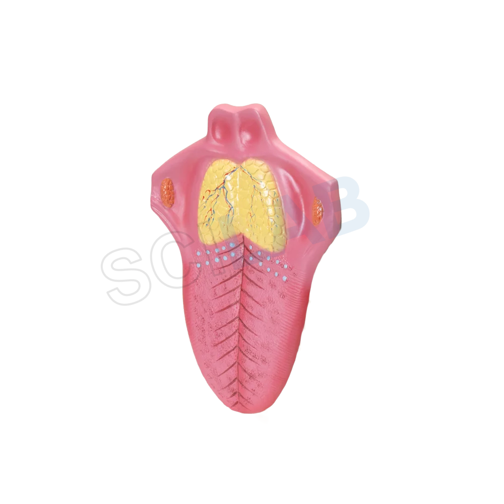 Human Tongue Model