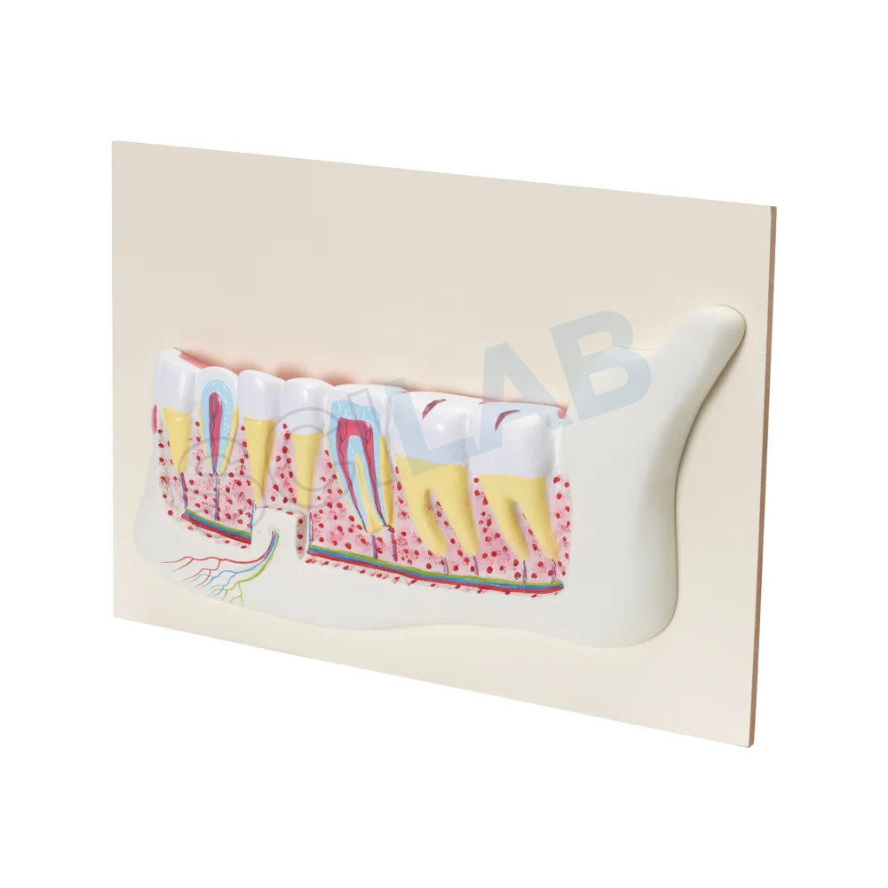 Human Teeth Model