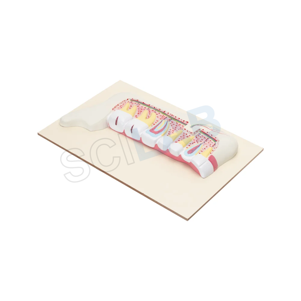 Human Teeth Model