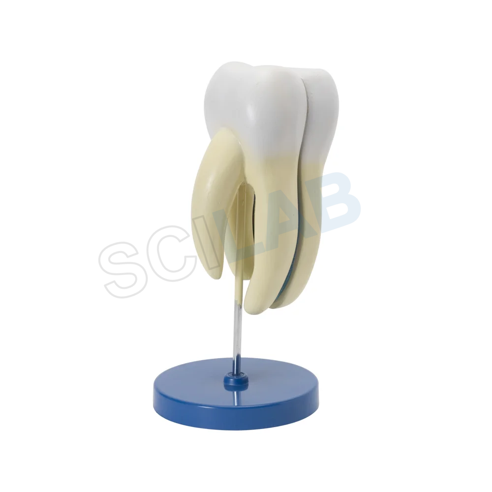 Human Tooth