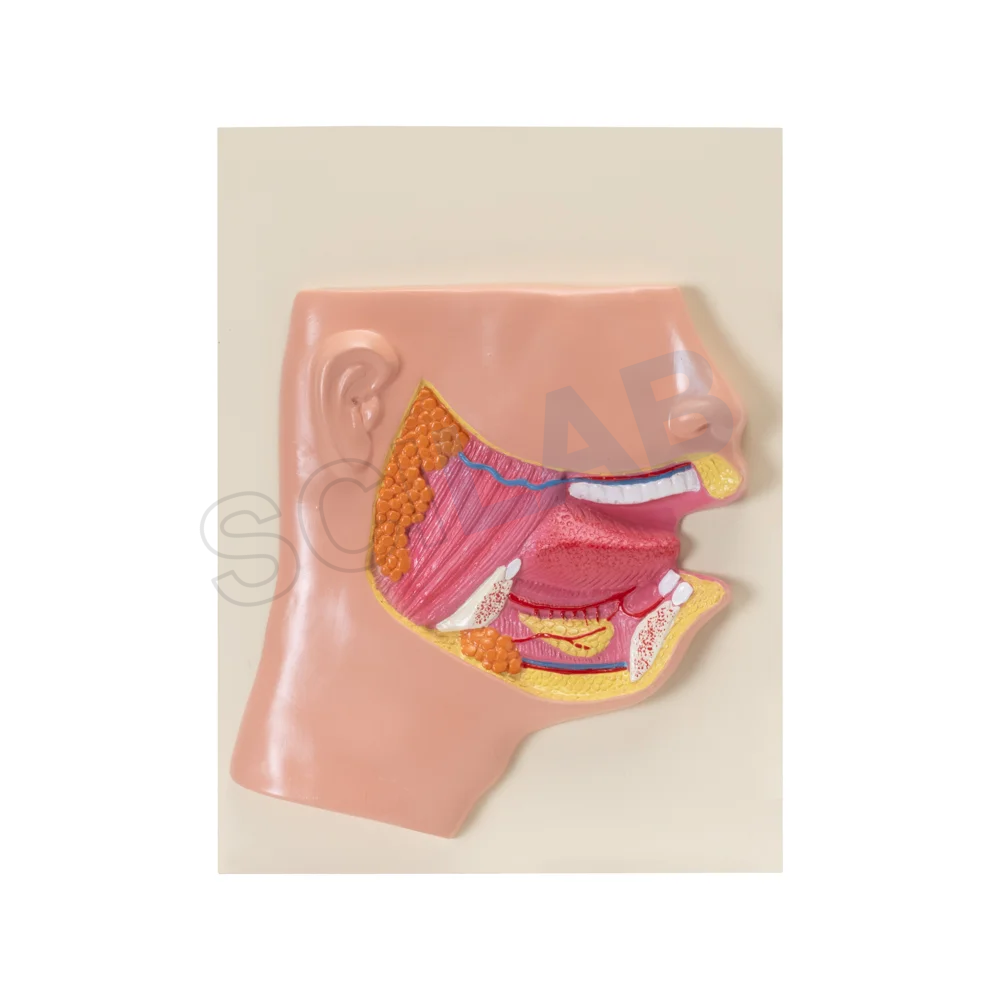 Human Mouth Model