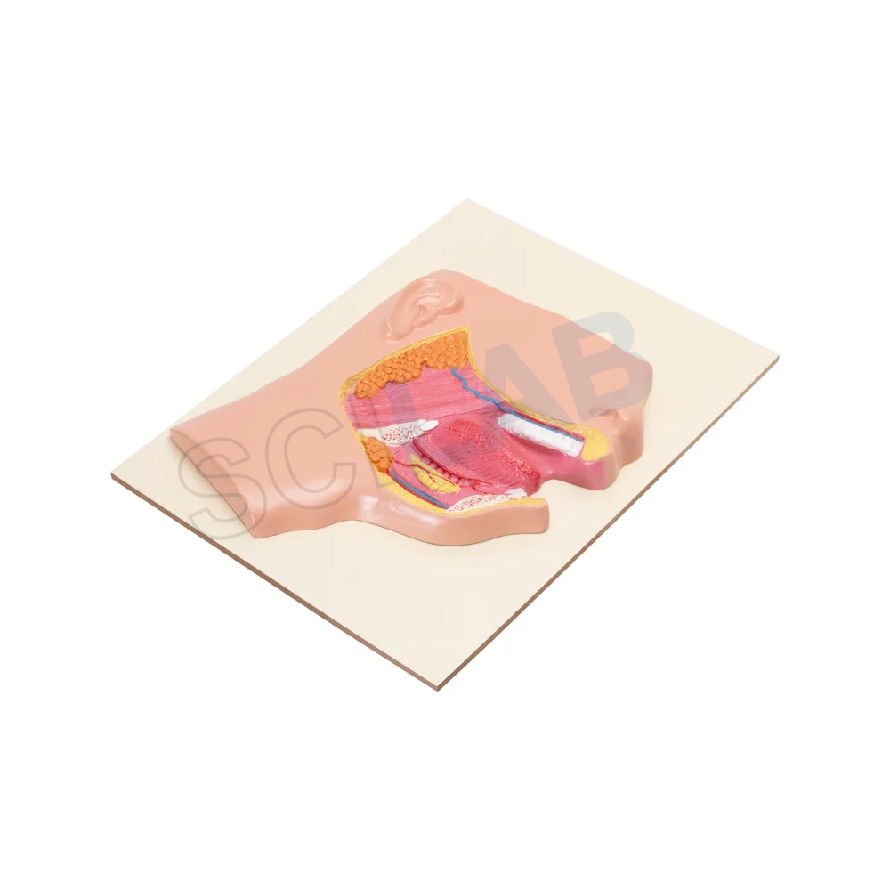 Human Mouth Model