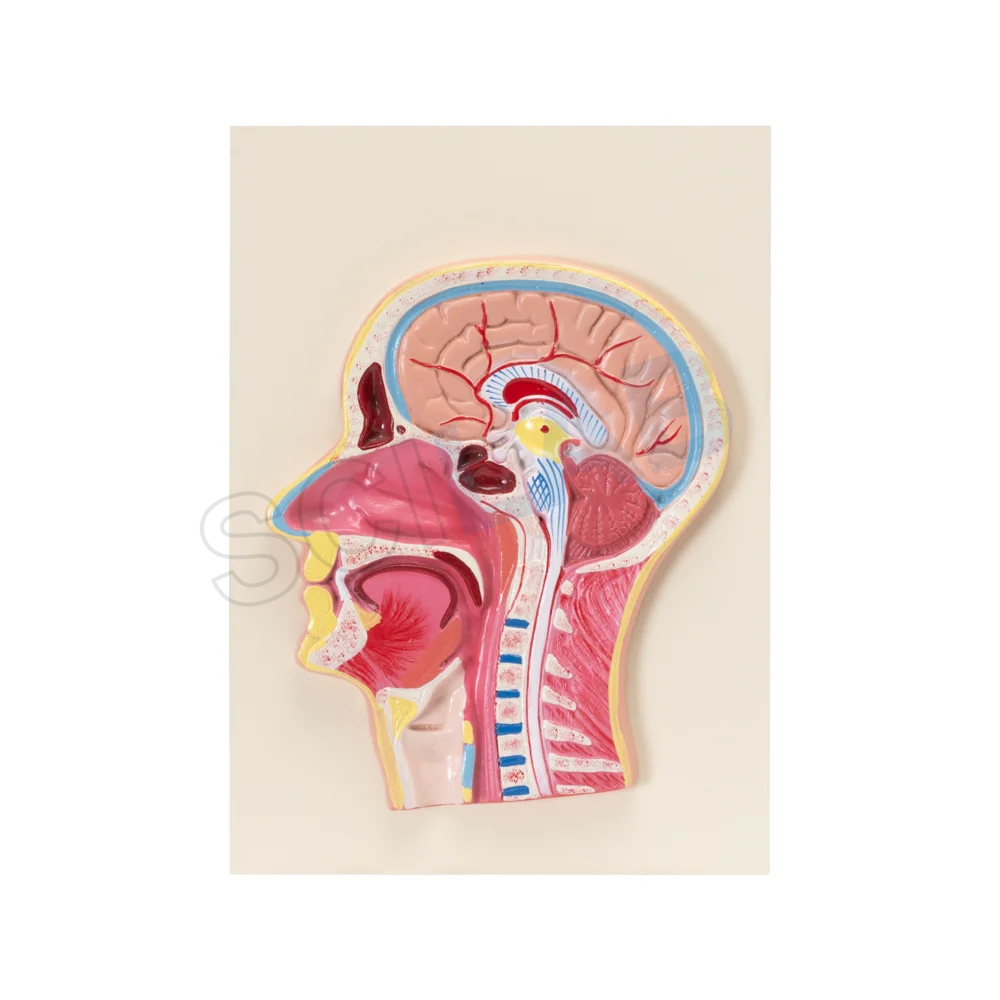 Life-Size Head & Neck Model