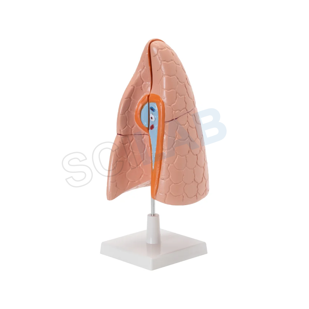 Human Lungs