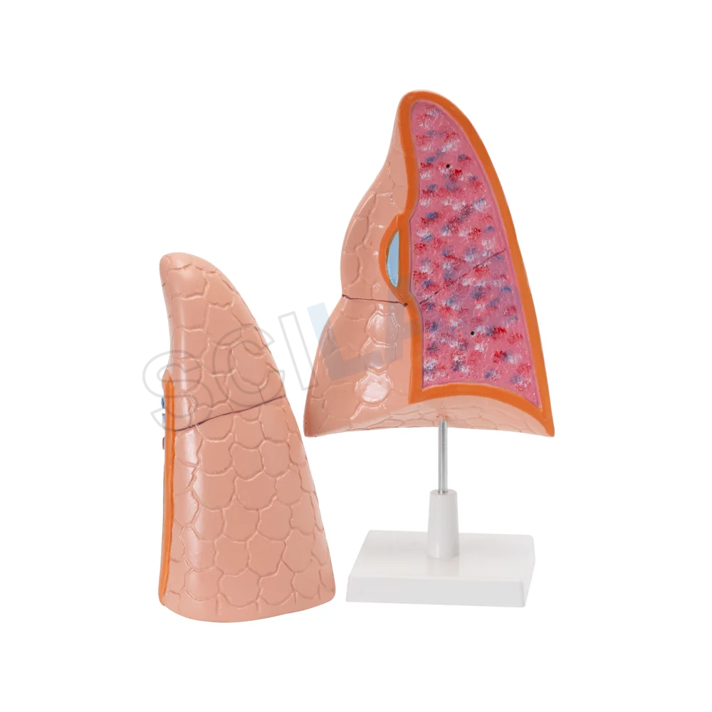 Human Lungs