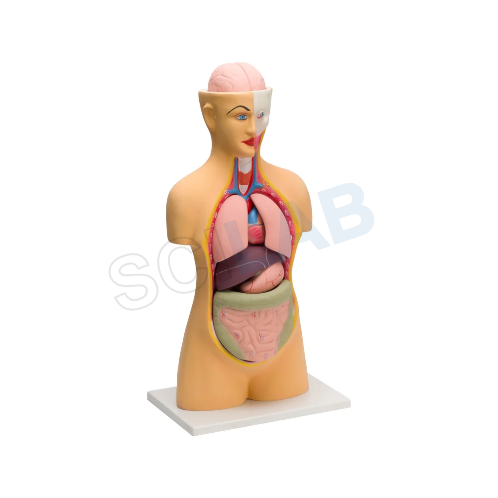 Human Torso Big (10 Parts)