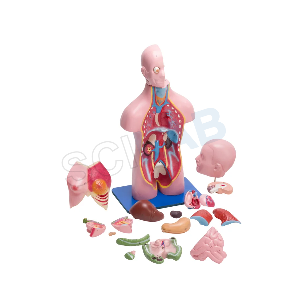 Torso Model Female Small (21 Parts)