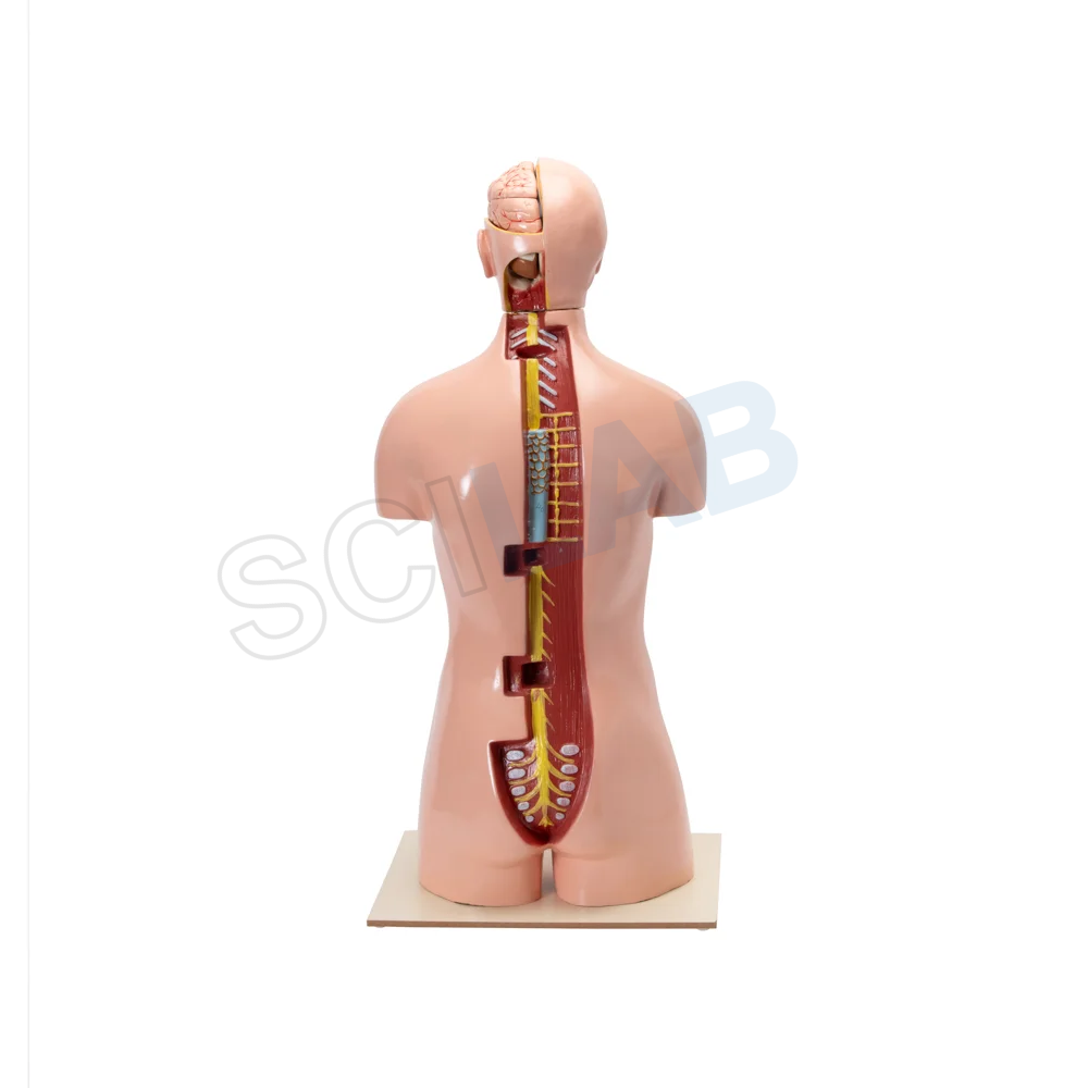 Human Torso with Interchangeable Organs