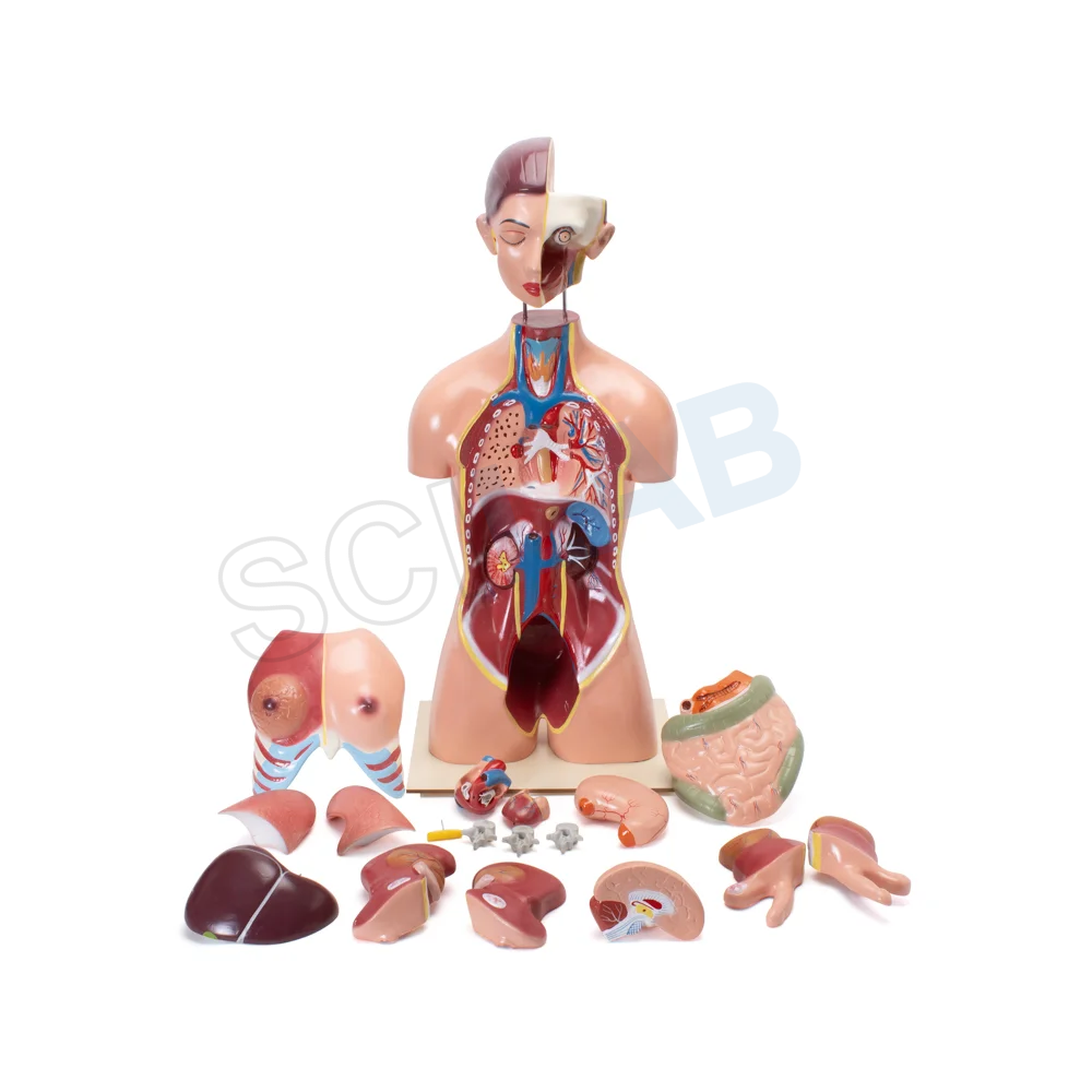 Human Torso with Interchangeable Organs