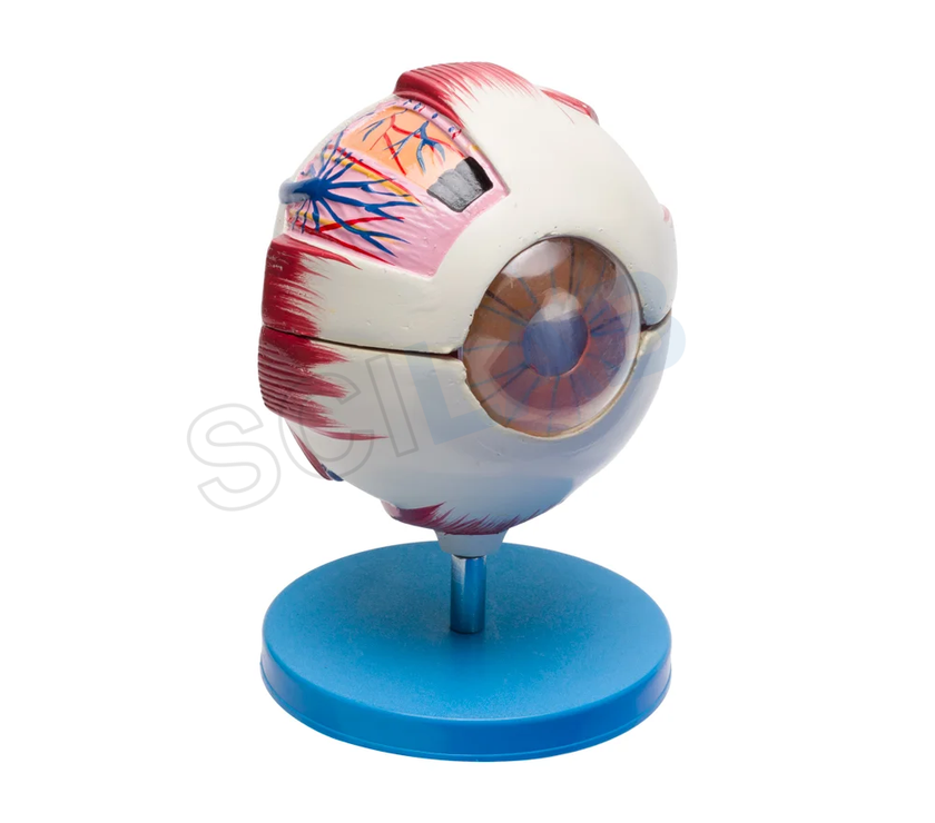 Human Eye 6 Parts