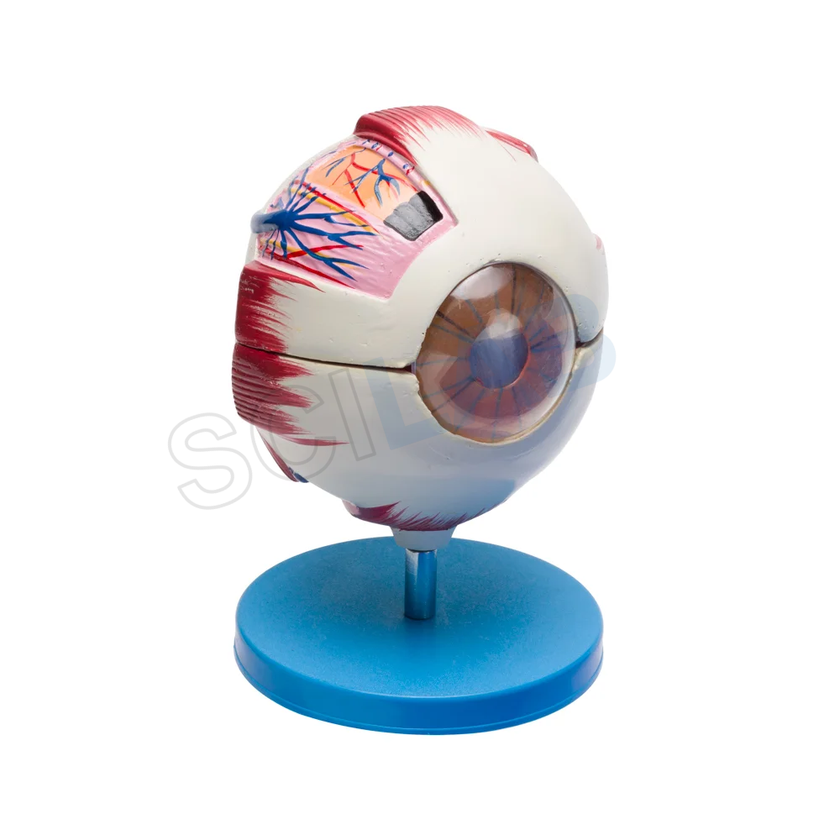 Human Eye 6 Parts