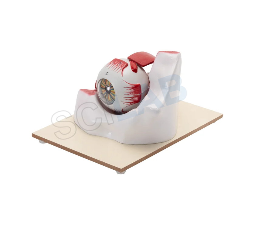 Enlarged 3 Times Human Eye Model in Bony Orbit