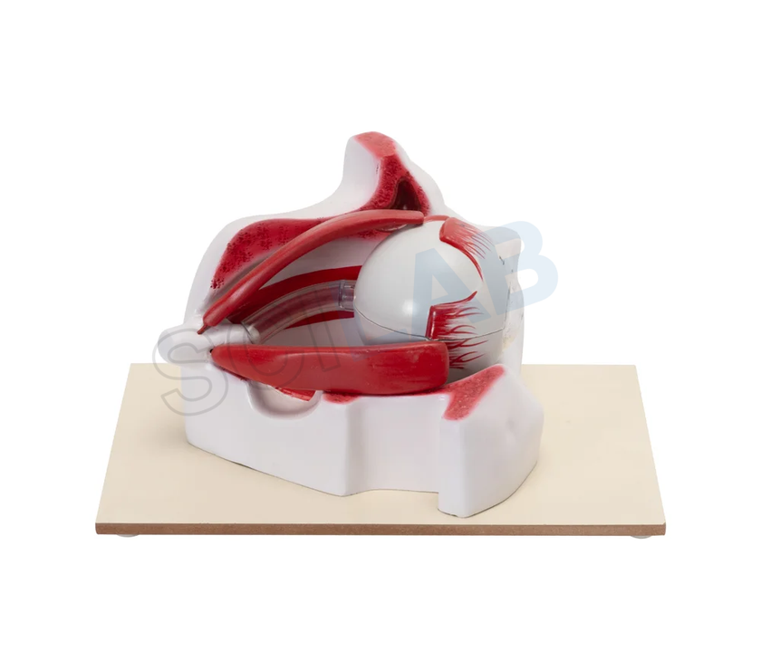 Enlarged 3 Times Human Eye Model in Bony Orbit