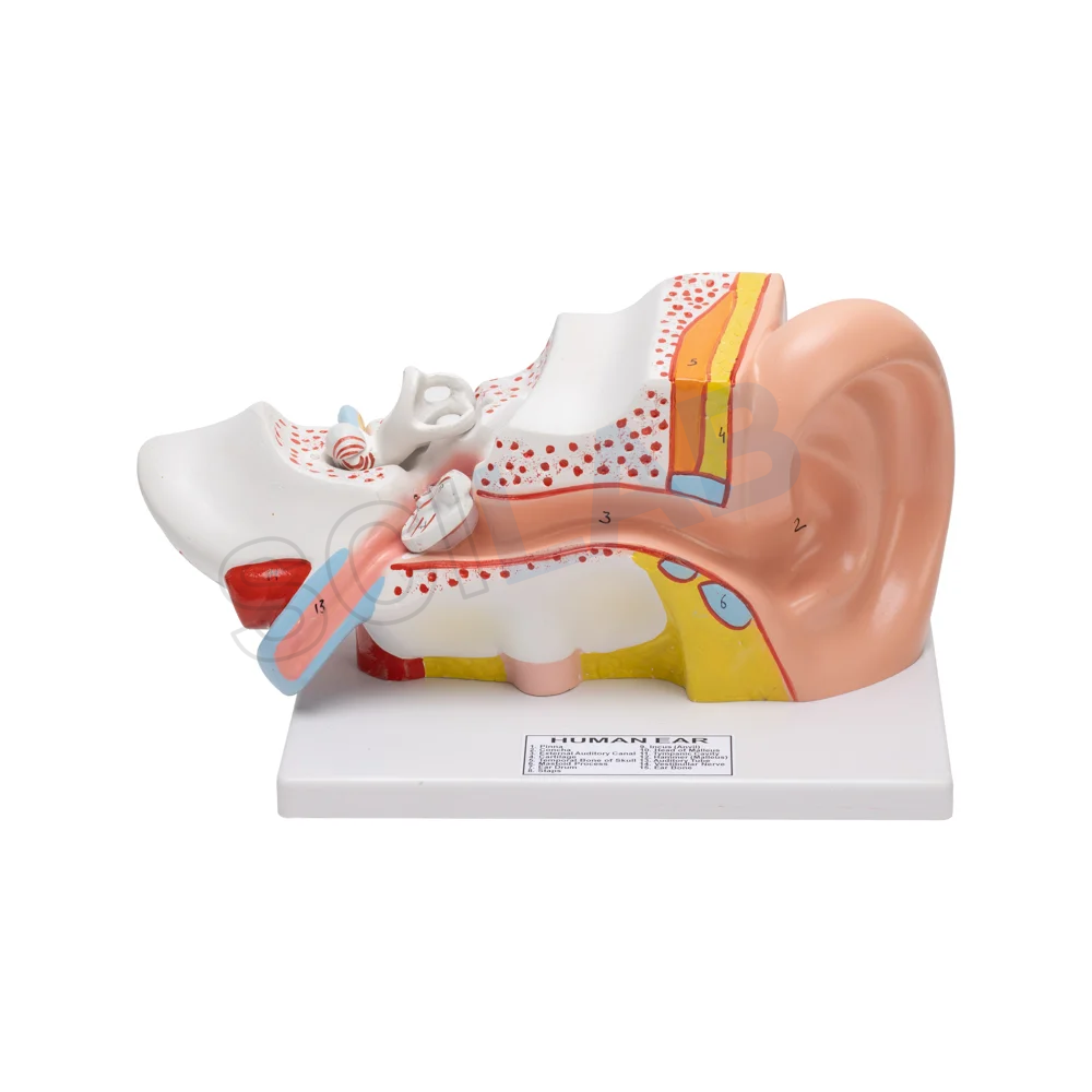 Human Ear