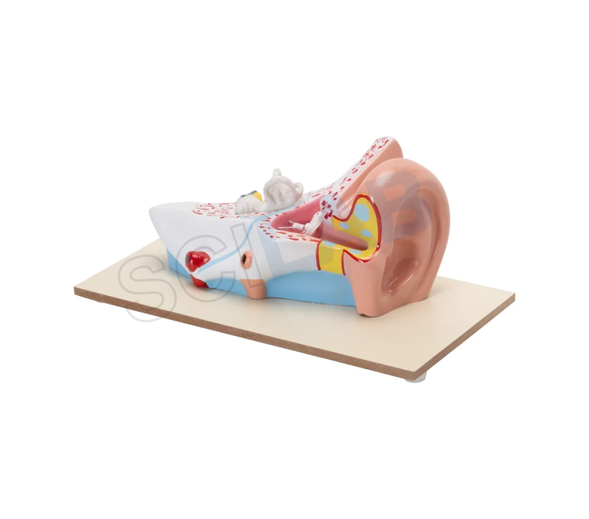 Enlarged Human Ear Model (3 Times)