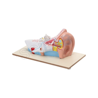 Enlarged Human Ear Model (3 Times)