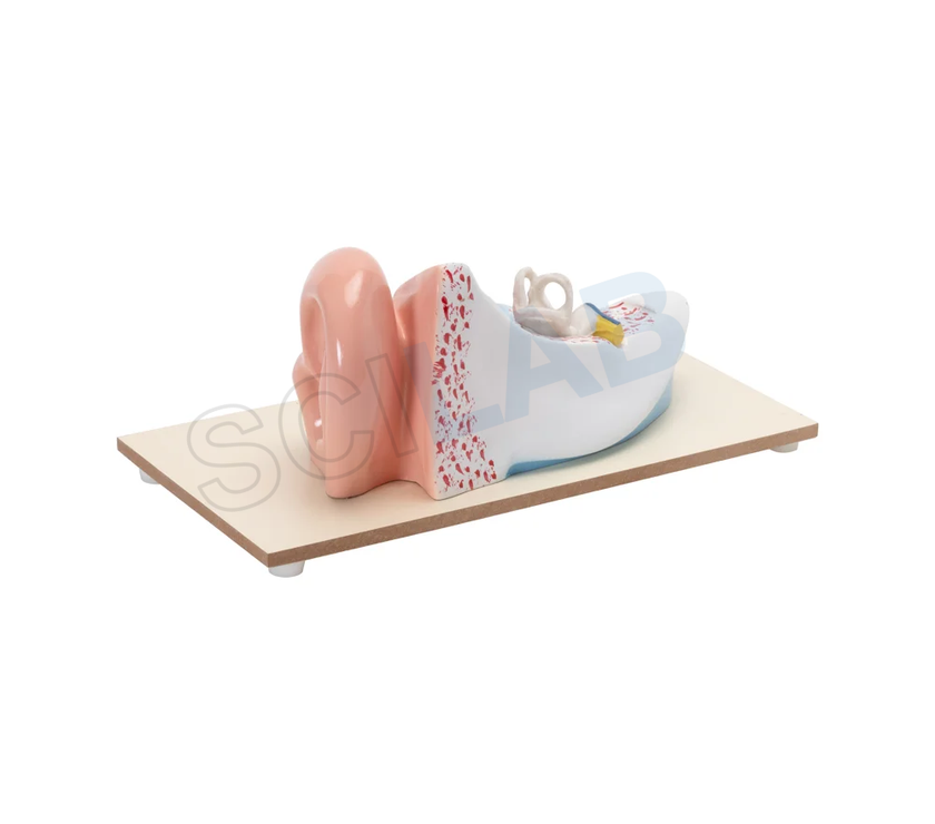 Enlarged Human Ear Model (3 Times)
