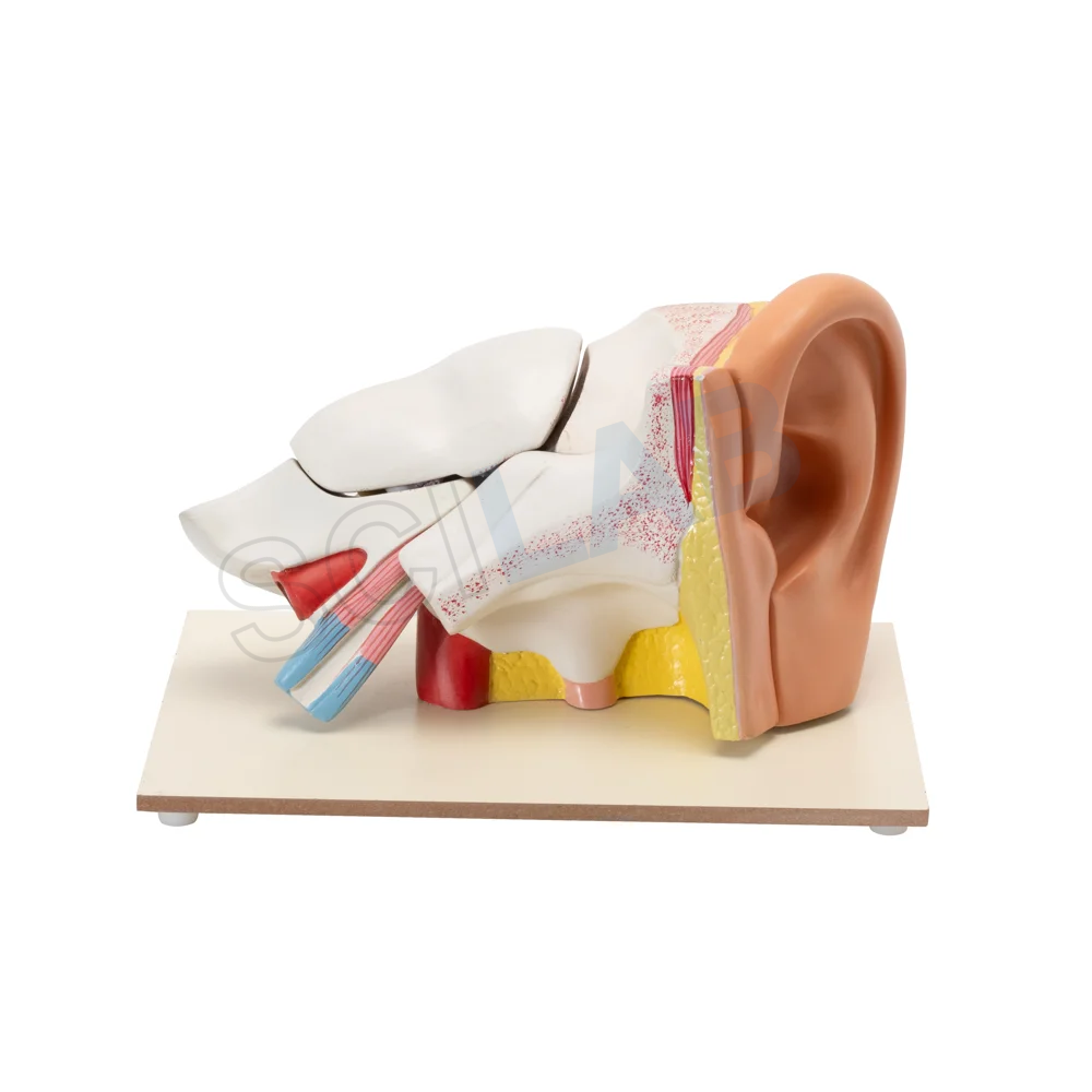 Human Ear Model (6 Times Enlarged)