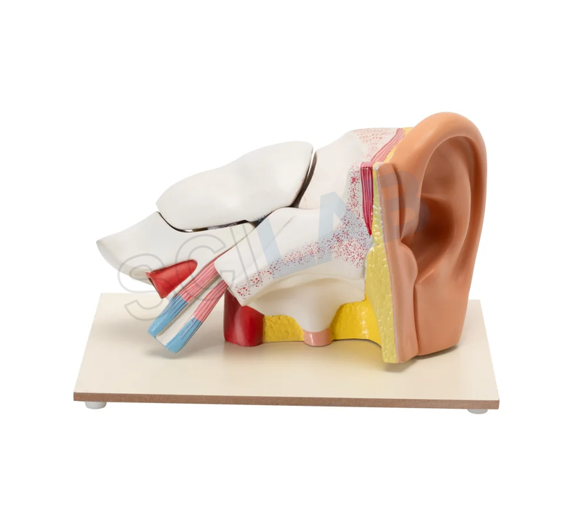Human Ear Model (6 Times Enlarged)