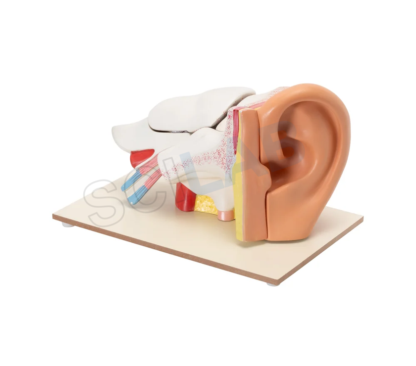Human Ear Model (6 Times Enlarged)