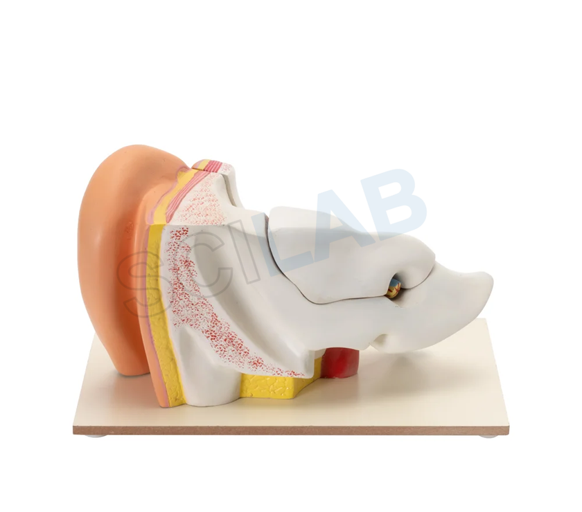 Human Ear Model (6 Times Enlarged)
