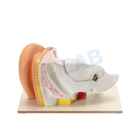 Human Ear Model (6 Times Enlarged)