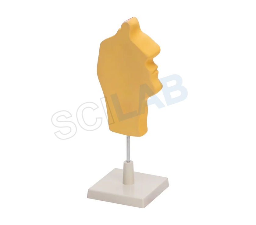 Human Nose Model