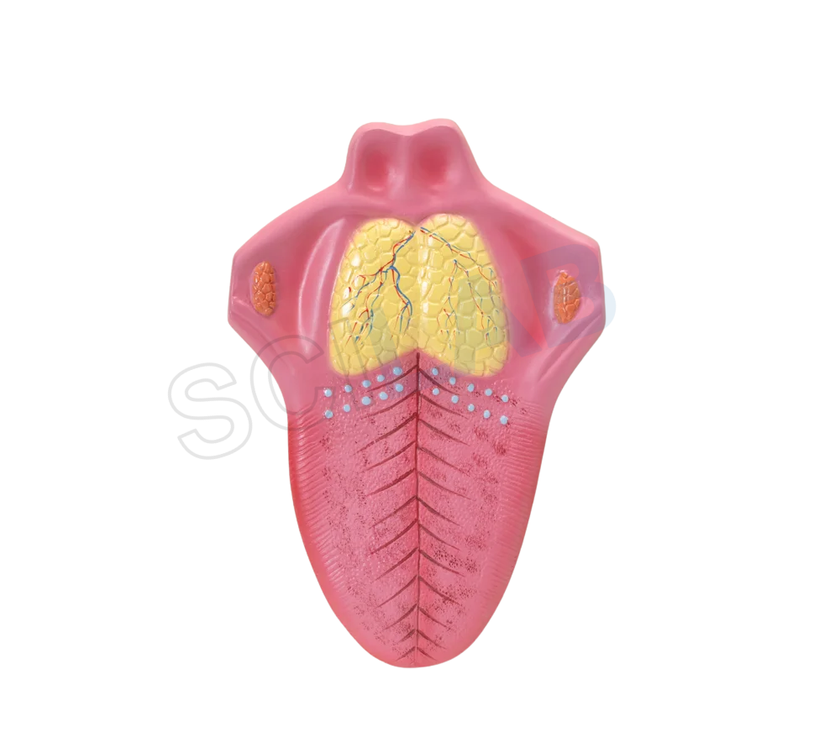 Human Tongue Model