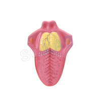Human Tongue Model