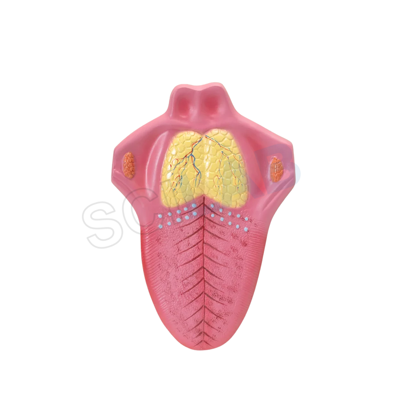 Human Tongue Model