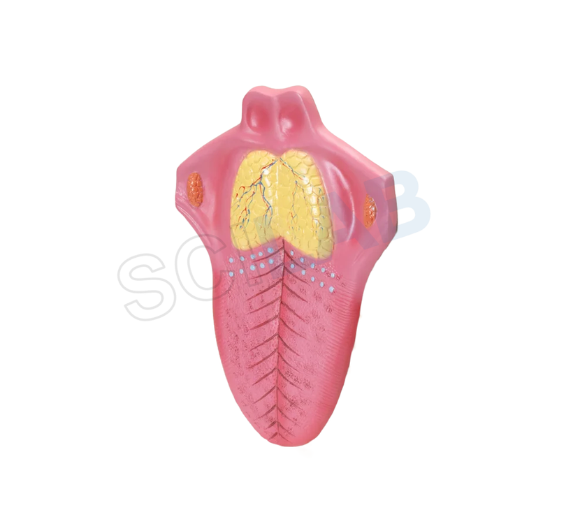 Human Tongue Model