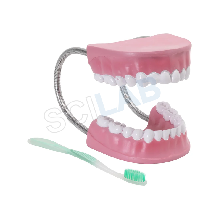Dental Care Model