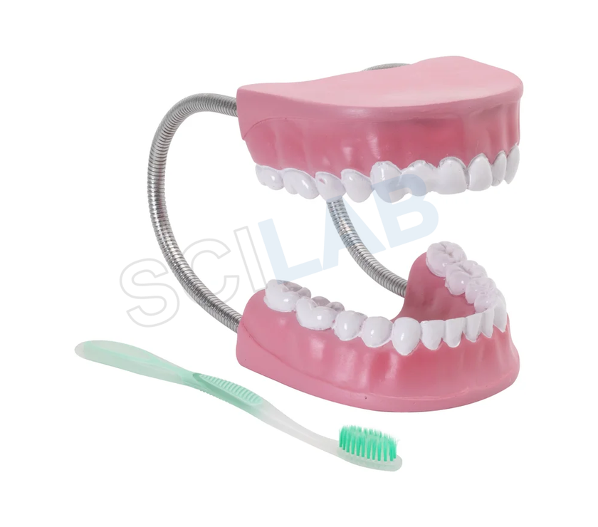 Dental Care Model