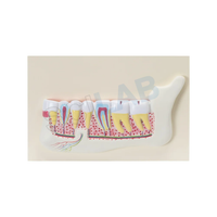 Human Teeth Model