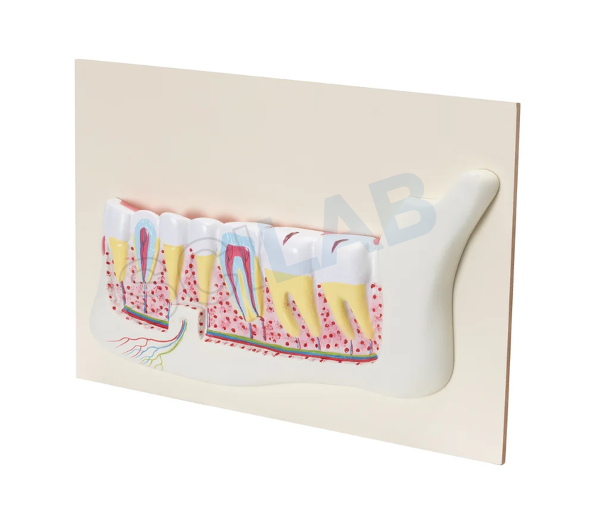 Human Teeth Model