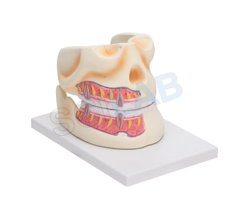 Human Upper & Lower Jaw
