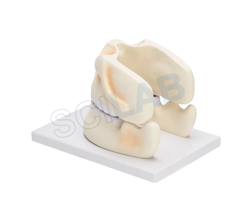 Human Upper & Lower Jaw