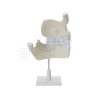 Human Upper & Lower Jaw