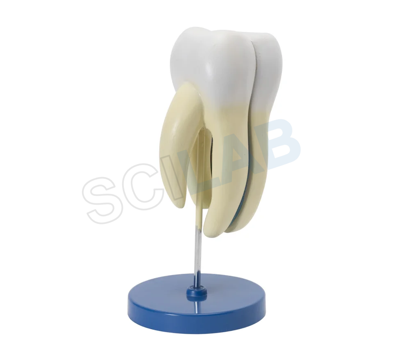 Human Tooth