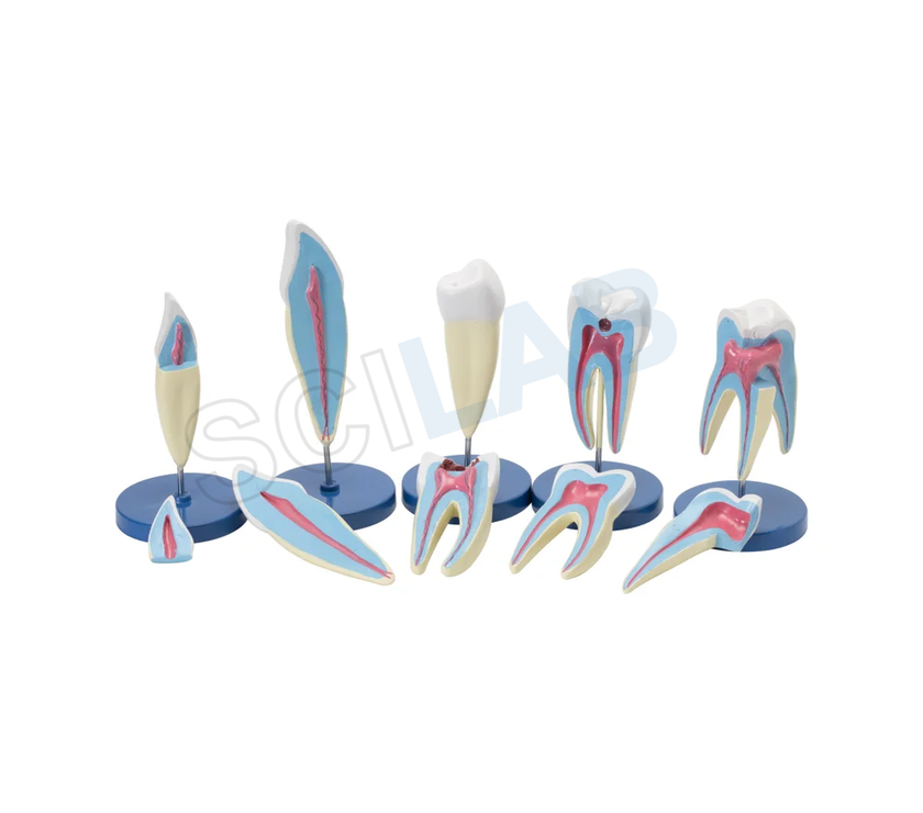 Human Teeth Set