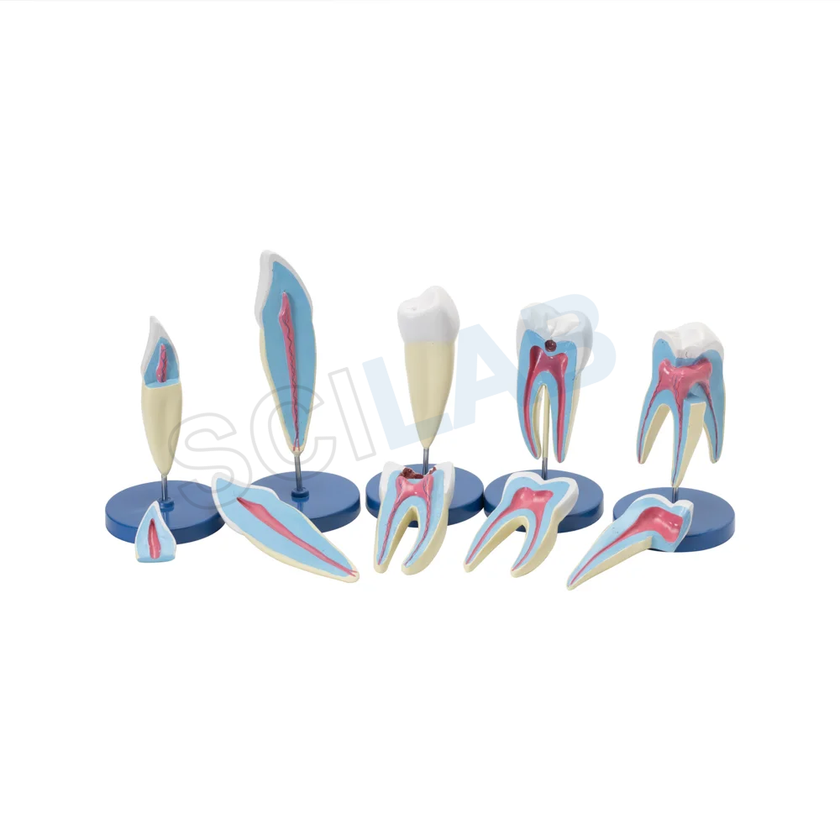 Human Teeth Set