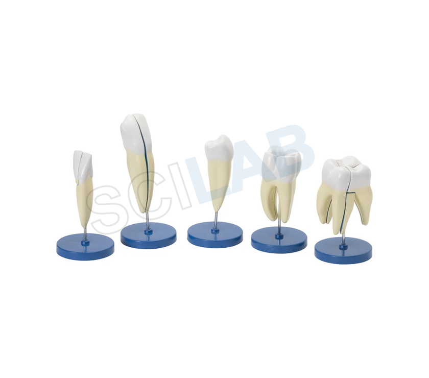 Human Teeth Set