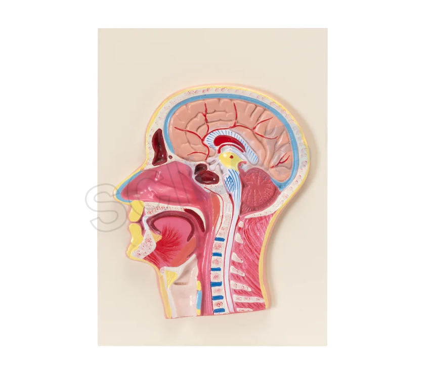 Life-Size Head & Neck Model