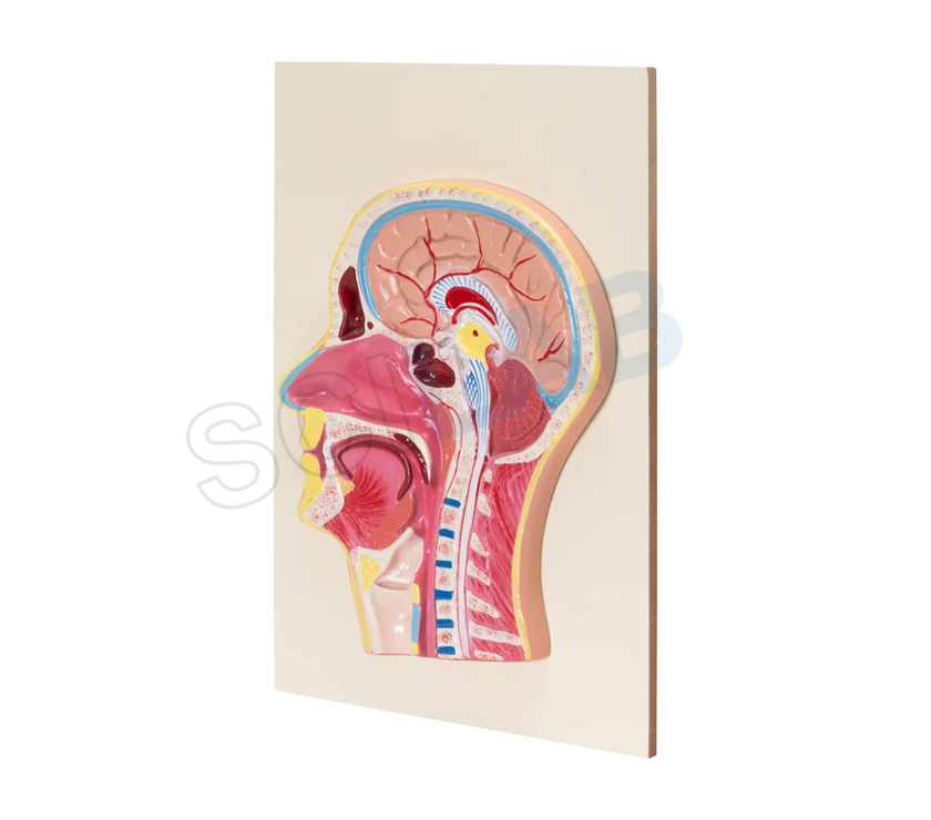 Life-Size Head & Neck Model