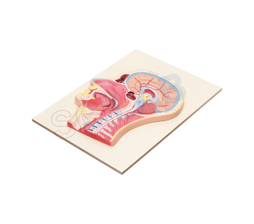 Life-Size Head & Neck Model