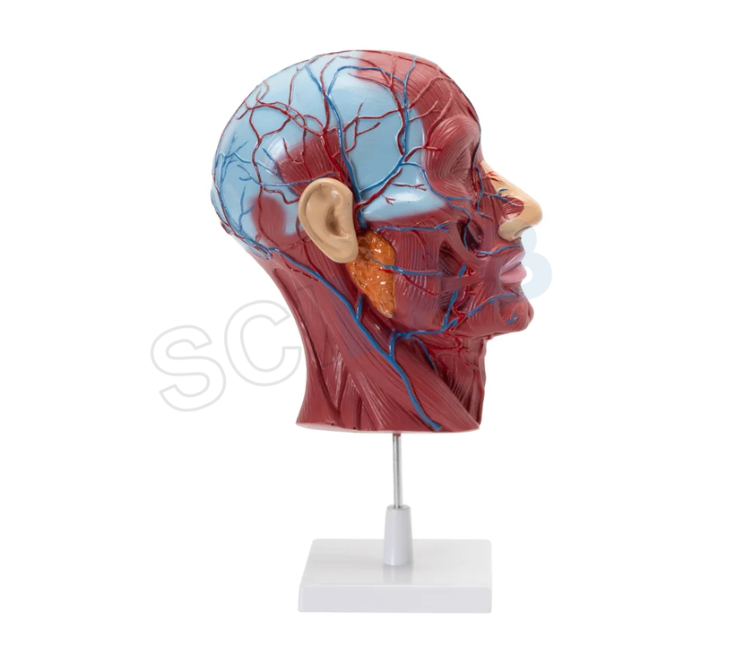 Head & Neck Model on Stand
